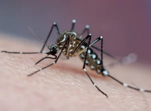 6a2766bb-aedes-aegypti.-zika-dengue-chikungunya