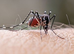 dengue