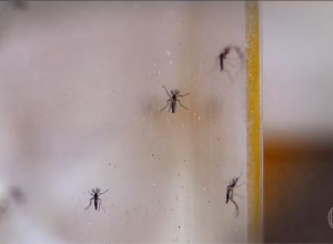 dengue