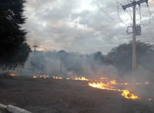 queimada de novo